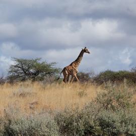 Protecting the World’s Giraffes